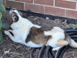 Found/Stray Unknown Dog last seen Cresthaven terrace, Campbell County, VA 24550