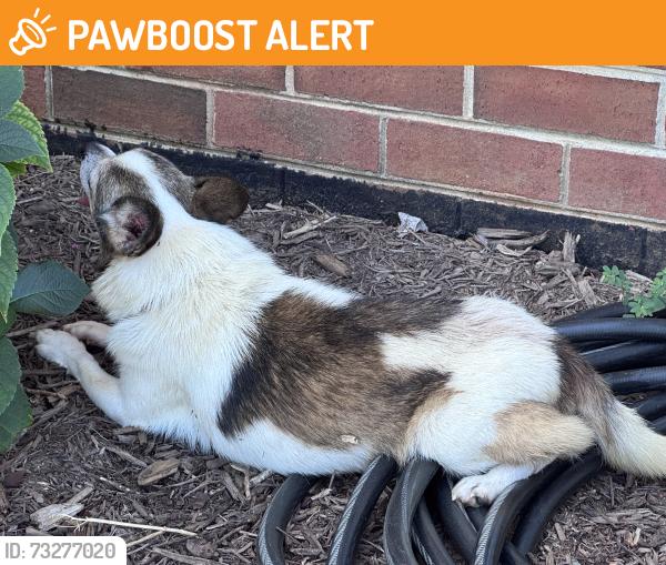Found/Stray Unknown Dog last seen Cresthaven terrace, Campbell County, VA 24550