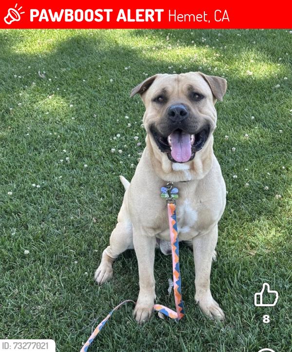 Lost Male Dog last seen San Jacinto/Oakland, Hemet, CA 92543