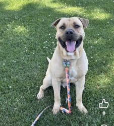 Lost Male Dog last seen San Jacinto/Oakland, Hemet, CA 92543