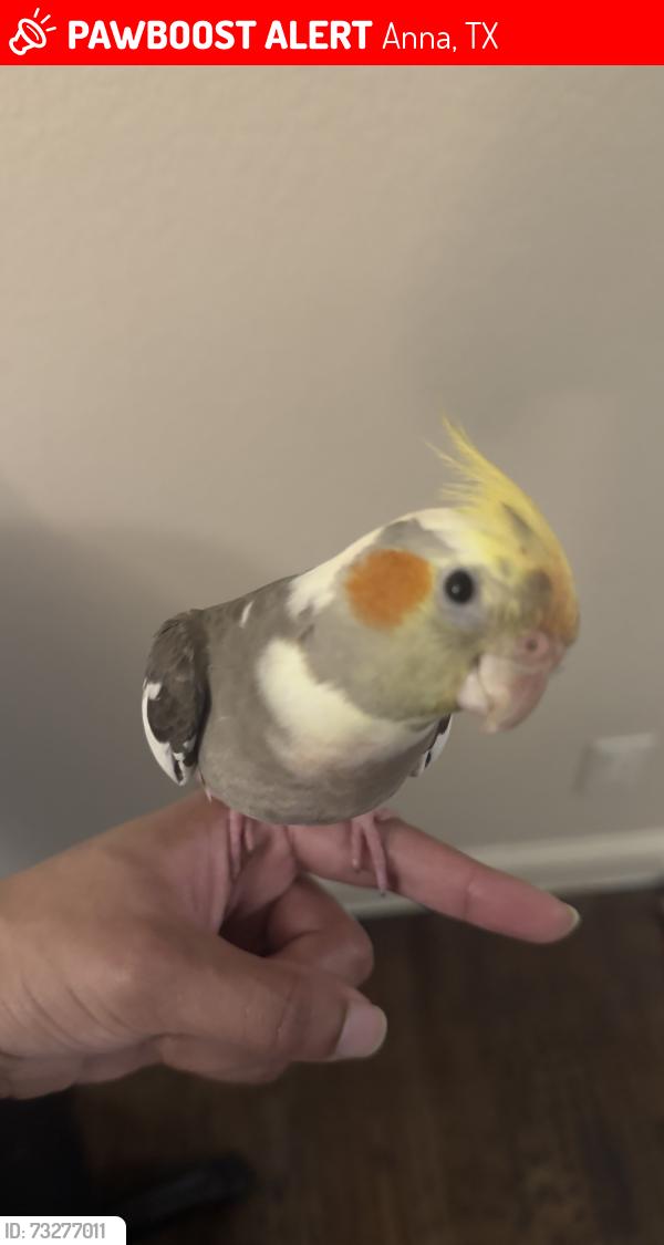 Lost Male Bird last seen South Travis street and west cherry street, Anna, TX 75409