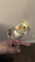 Lost Male Bird last seen South Travis street and west cherry street, Anna, TX 75409