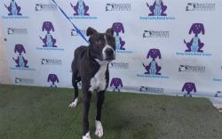 Shelter Stray Female Dog last seen , 2769 Conroy Rd, Orlando, FL 32839, USA