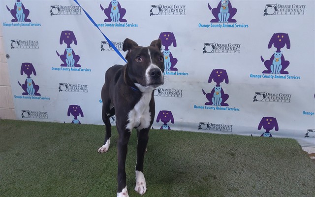 Shelter Stray Female Dog last seen , 2769 Conroy Rd, Orlando, FL 32839, USA