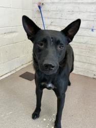 Shelter Stray Female Dog last seen AUGUSTA AND SIERRA LAKES PKWY, 333 Chandler Pl, San Bernardino, CA 92408, USA