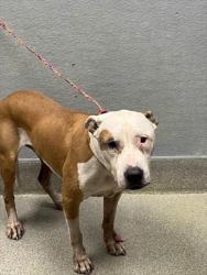 Shelter Stray Male Dog last seen Near BLOCK E FLAMINGO RD, LAS VEGAS NV 89121, 655 N Mojave Rd, Las Vegas, NV 89101, USA