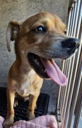 Shelter Stray Male Dog last seen Near BLOCK SILVER MINE ST, LAS VEGAS NV 89123, 655 N Mojave Rd, Las Vegas, NV 89101, USA