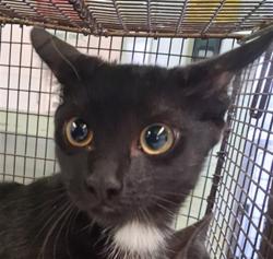 Shelter Stray Female Cat last seen , 1850 W 60th St, Los Angeles, CA 90047, USA