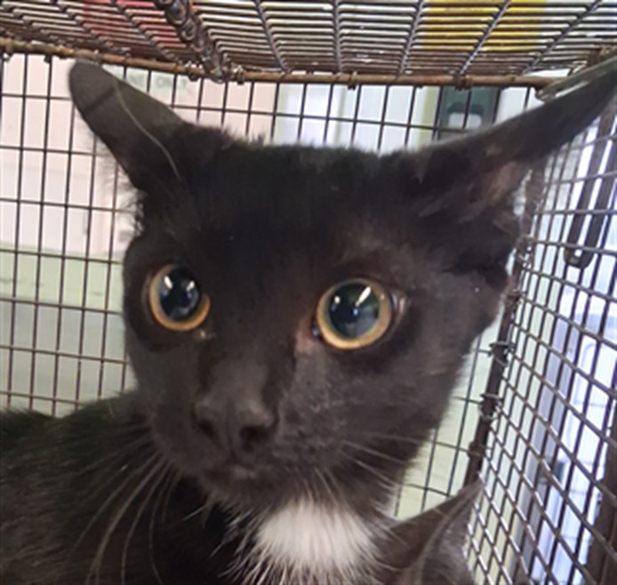 Shelter Stray Female Cat last seen , 1850 W 60th St, Los Angeles, CA 90047, USA