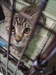 Shelter Stray Male Cat last seen , 1850 W 60th St, Los Angeles, CA 90047, USA