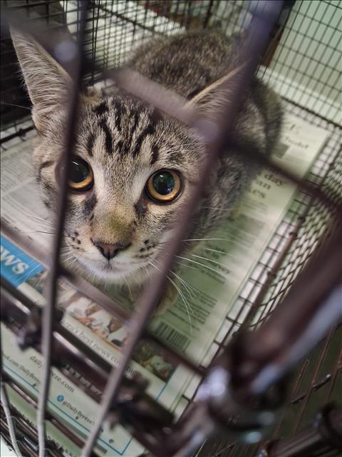 Shelter Stray Male Cat last seen , 1850 W 60th St, Los Angeles, CA 90047, USA