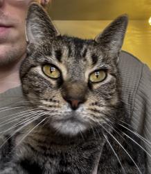Found/Stray Female Cat last seen 7 mile and Cherrylawn by UD Jesuit, Detroit, MI 48221