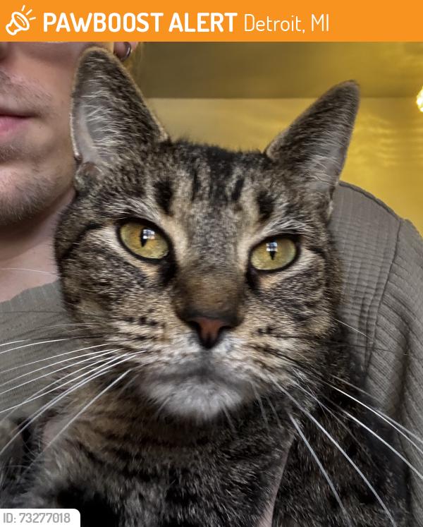 Found/Stray Female Cat last seen 7 mile and Cherrylawn by UD Jesuit, Detroit, MI 48221