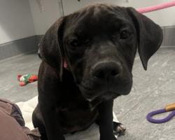 Shelter Stray Female Dog last seen Near BLOCK S IDALIA ST, AURORA CO 80013 1636, 2080 S Quebec St, Denver, CO 80231, USA