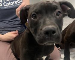 Shelter Stray Male Dog last seen Near BLOCK S IDALIA ST, AURORA CO 80013 1636, 2080 S Quebec St, Denver, CO 80231, USA