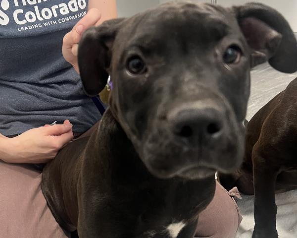 Shelter Stray Male Dog last seen Near BLOCK S IDALIA ST, AURORA CO 80013 1636, 2080 S Quebec St, Denver, CO 80231, USA