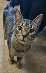 Found/Stray Male Cat last seen Streamwood Blvd & Bartlett Rd, Streamwood, IL 60107