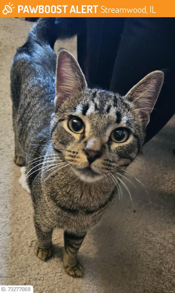 Found/Stray Male Cat last seen Streamwood Blvd & Bartlett Rd, Streamwood, IL 60107