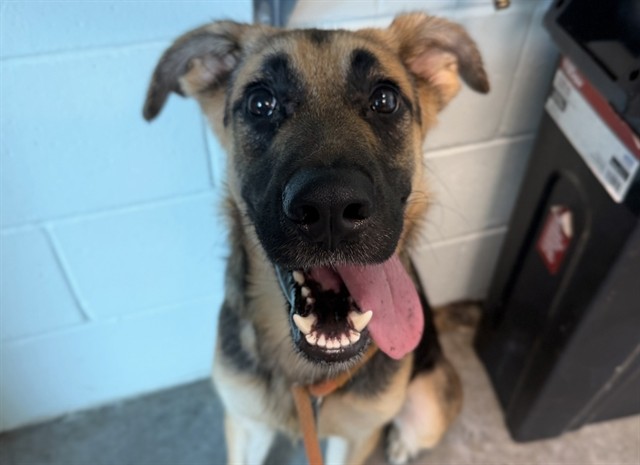 Shelter Stray Male Dog last seen MILLS ST, UMATILLA, 12280 County Rd 448, Tavares, FL 32778, USA