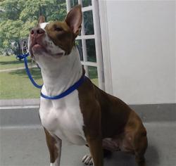 Shelter Stray Female Dog last seen XGUERRERO/ELIZABETH, 1419 Bryant St, San Francisco, CA 94103, USA