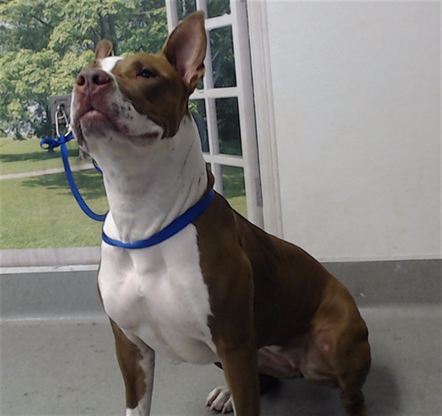 Shelter Stray Female Dog last seen XGUERRERO/ELIZABETH, 1419 Bryant St, San Francisco, CA 94103, USA