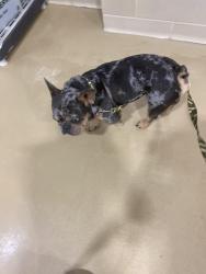 Reunited Male Dog last seen New Walkertown and Dellabrook dr, Winston-Salem, NC 27105