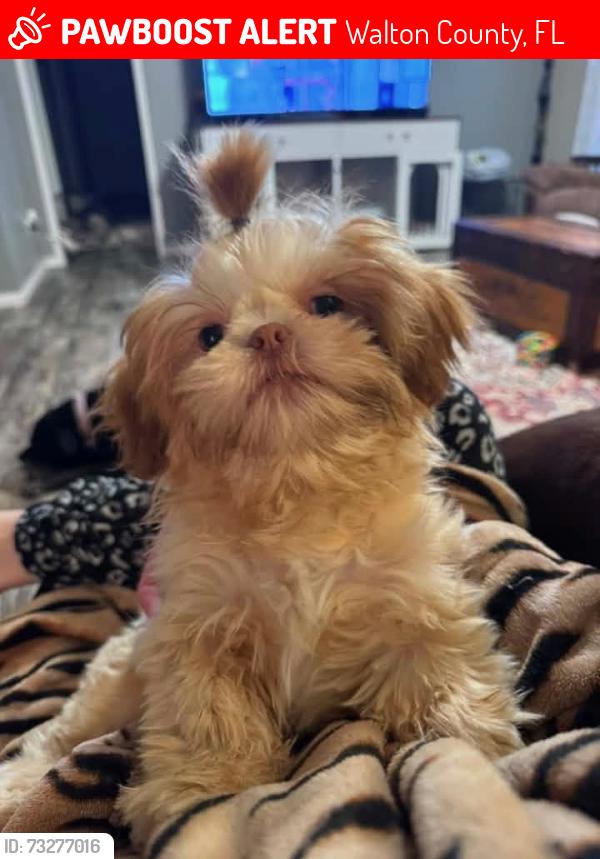 Lost Male Dog last seen o'SAGE, Walton County, FL 32433