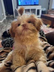 Lost Male Dog last seen o'SAGE, Walton County, FL 32433