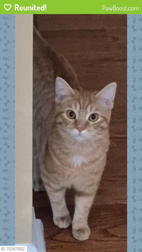 Reunited Female Cat last seen The Villages at Hillview, Coatesville, PA 19320