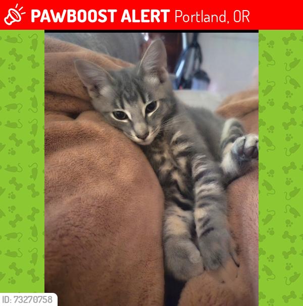 Lost Male Cat last seen NW Dorena St & NW Columbia Ave Portland 97229, Portland, OR 97229