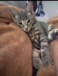Lost Male Cat last seen NW Dorena St & NW Columbia Ave Portland 97229, Portland, OR 97229