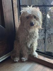 Lost Male Dog last seen Bell ave & Otis ave, Bell, CA 90201