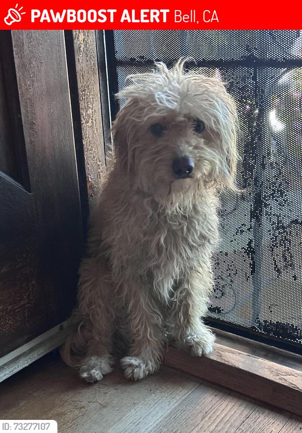 Lost Male Dog last seen Bell ave & Otis ave, Bell, CA 90201