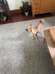 Found/Stray Female Dog last seen Indiana St in Spring Hill, Charleston, WV 25309