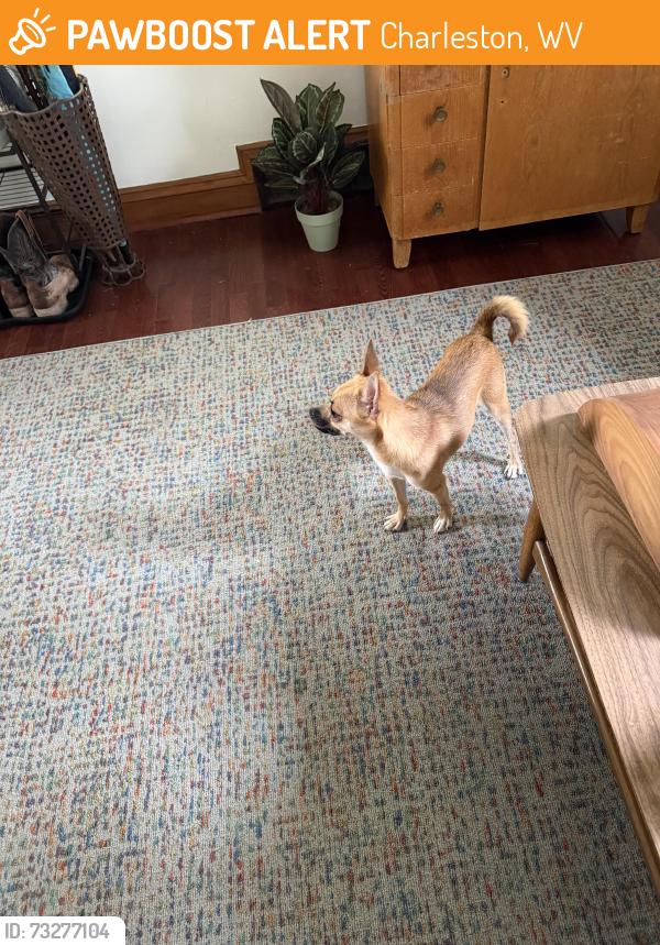 Found/Stray Female Dog last seen Indiana St in Spring Hill, Charleston, WV 25309