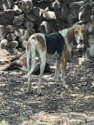 Reunited Male Dog last seen By Muddy Creek bridge, Allen, TX 75002