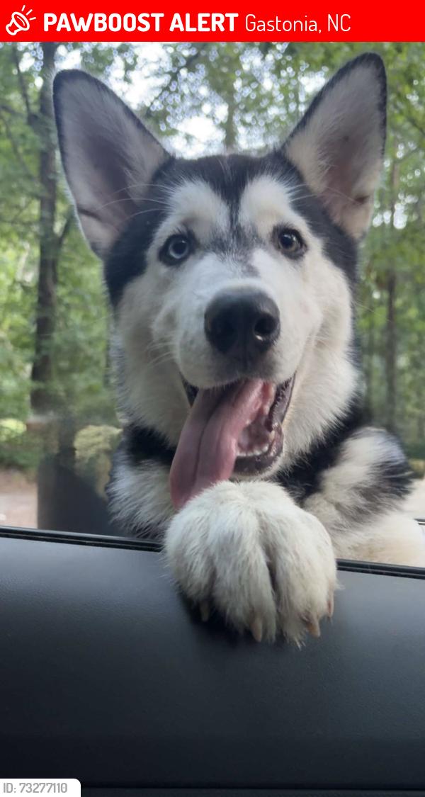 Lost Male Dog last seen HWY 321, Gastonia, NC 28052