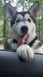 Lost Male Dog last seen HWY 321, Gastonia, NC 28052