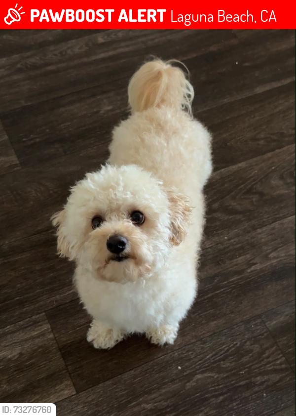 Lost Male Dog last seen Rounsevel Terrace, Terry Rd, S Coast Hwy, Laguna Beach, CA 92651