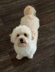 Lost Male Dog last seen Rounsevel Terrace, Terry Rd, S Coast Hwy, Laguna Beach, CA 92651