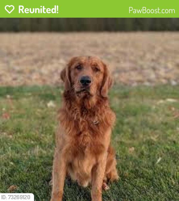Reunited Female Dog last seen Stoughstown Rd/Firehouse rd, Shippensburg, PA 17257