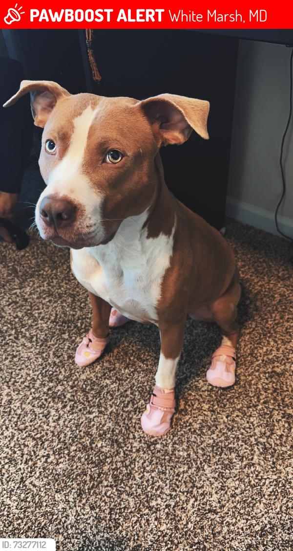 Lost Female Dog last seen East Joppa Road, White Marsh, MD 21162