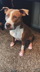 Lost Female Dog last seen East Joppa Road, White Marsh, MD 21162