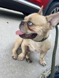Found/Stray Male Dog last seen Abercorn drive, Orlando, FL 32812