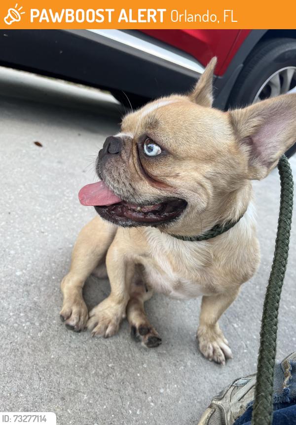 Found/Stray Male Dog last seen Abercorn drive, Orlando, FL 32812