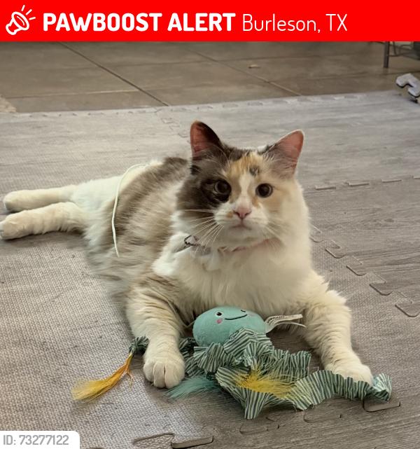 Lost Female Cat last seen Burleson, Burleson, TX 76028