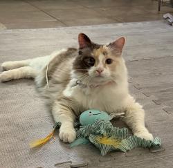 Lost Female Cat last seen Burleson, Burleson, TX 76028
