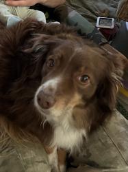 Lost Male Dog last seen Bloomfield Road and Dahman Road, Shelton, WA 98584