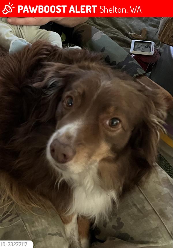 Lost Male Dog last seen Bloomfield Road and Dahman Road, Shelton, WA 98584
