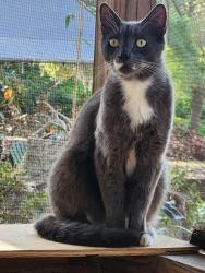 Reunited Male Cat last seen Ivory and Brink South Gate, Sarasota, FL 34239